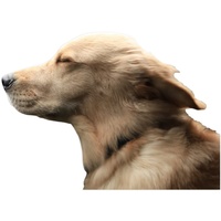 Joy Riders Car Window Cling Dog Golden Retriever