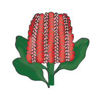 Couture Creations Scarlet Banksia Stamp and Die Set - Australia’s Natural Beauties