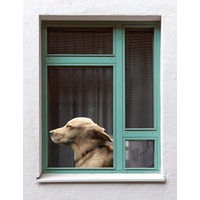 Joy Riders Car Window Cling Dog Golden Retriever