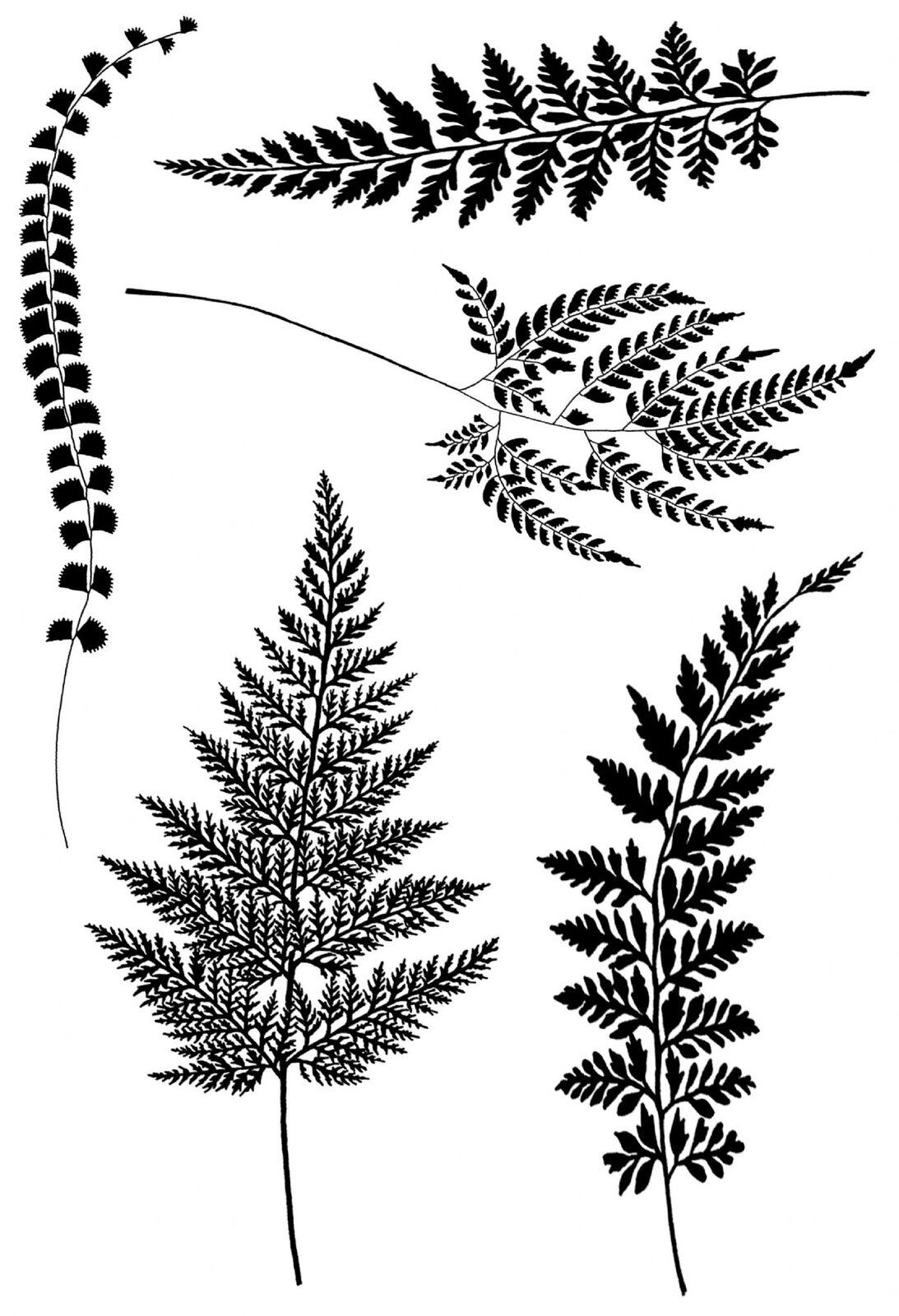 Woodware Clear Stamps Ferns