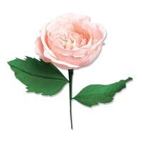 Sizzix Thinlits Die Set 7PK - Garden Rose by Jess Slack 666120